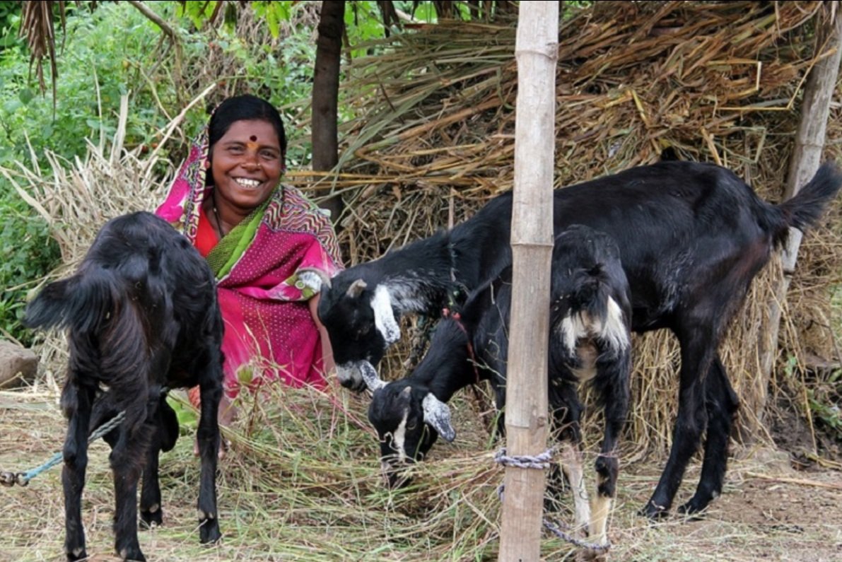 Livestock Rearing for Income