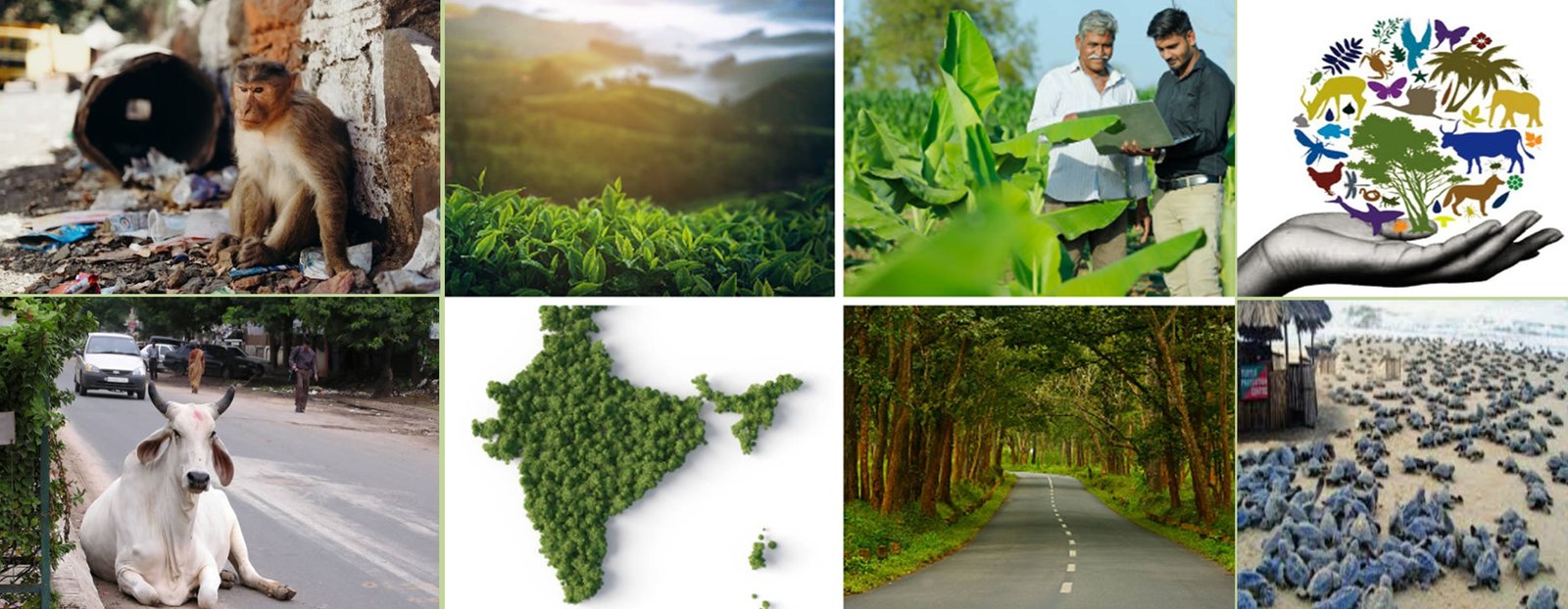 Environmental Conservation & Biodiversity